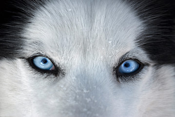 Those blue eyes in front ...