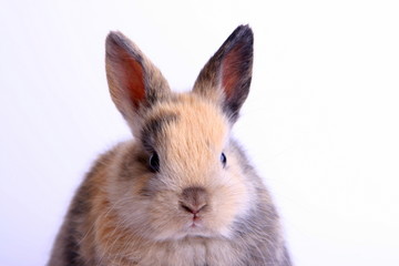 Obraz premium Kaninchen