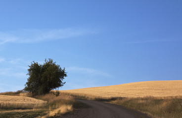 Fototapeta na wymiar Road, Tree, and Blue Sky