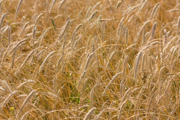 Field of cereals