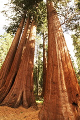 Sequoia