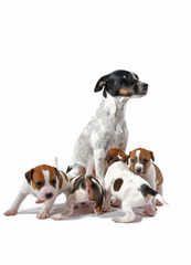 femelle jack russel terrier et ses chiots