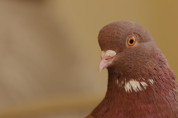 はと