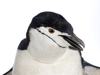 Naklejka premium penguin