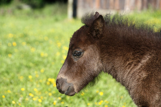 Mini-Shetland-Pony