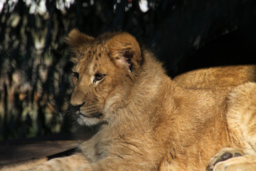 Junger Löwe