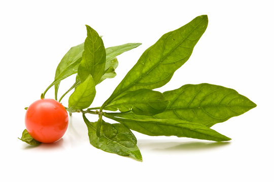 Tomates cherry 3