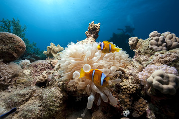 Fototapeta na wymiar anemone and anemonefish