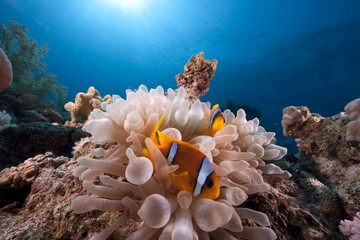 anemone and anemonefish