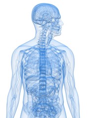 transparent menschliche Anatomie