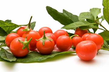 Tomates cherry 36