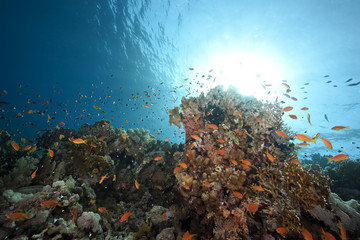 Fototapeta na wymiar ocean and fish