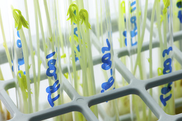 transgenic