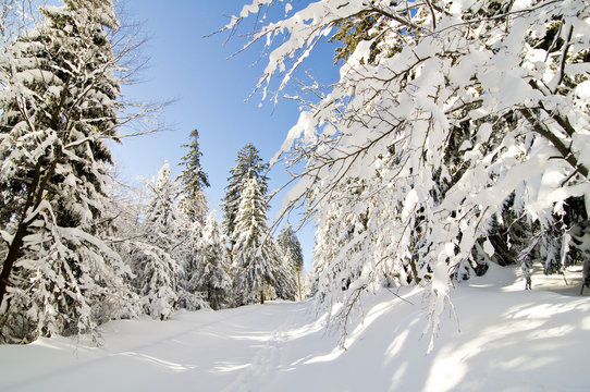Winterb&auml;ume_12