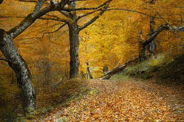 Obraz premium Autumn scene