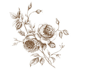 roses - 18800883