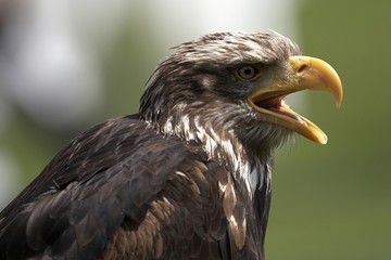 Steinadler