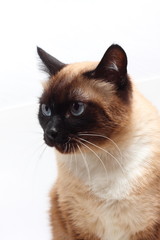 Siamese cat