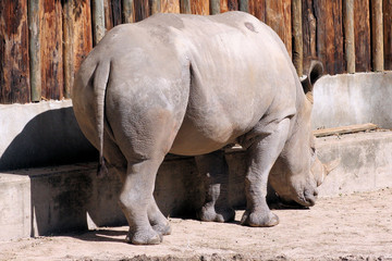 White Rhino