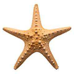 Stella marina
