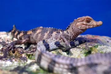 Küchenrückwand Plexiglas Krokodil Krokodil