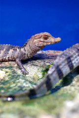 Crocodile