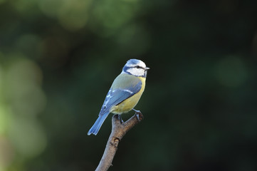 Blaumeise 101