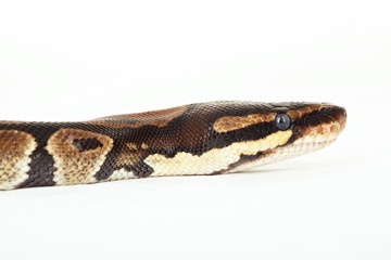 Fototapeta premium königspython python regius