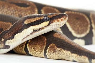 königspython  python  regius
