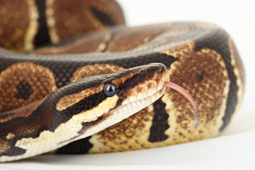 königspython  python  regius