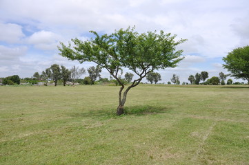 arbol de ciruelas