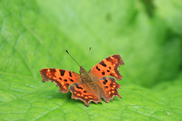 Schmetterling