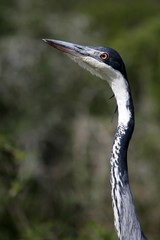 Heron Bird