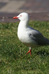 Seagull
