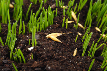 Young Grass