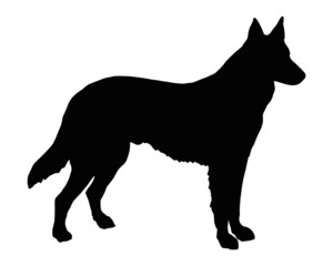 Schäferhund