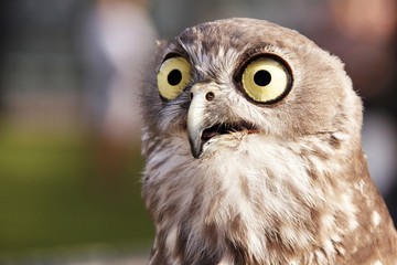 Barking Owl