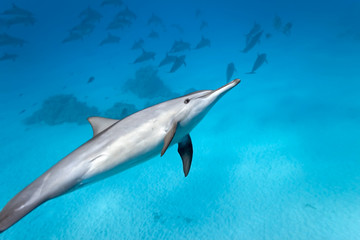 Dolphins in the sea