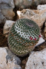 cactus mammilaria