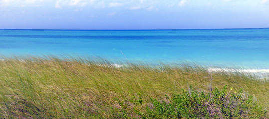 Tropical sea and green grass