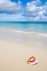 Fototapeta na wymiar Beżowy powłoki na piaszczystej plaży w pobliżu błękitnego oceanu