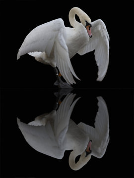 A mute swan reflected