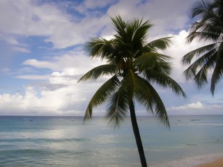 palmiers sur une île