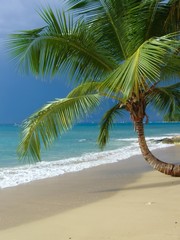 palmier sur la plage