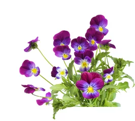 Washable wall murals Pansies Purple Pansy flowers