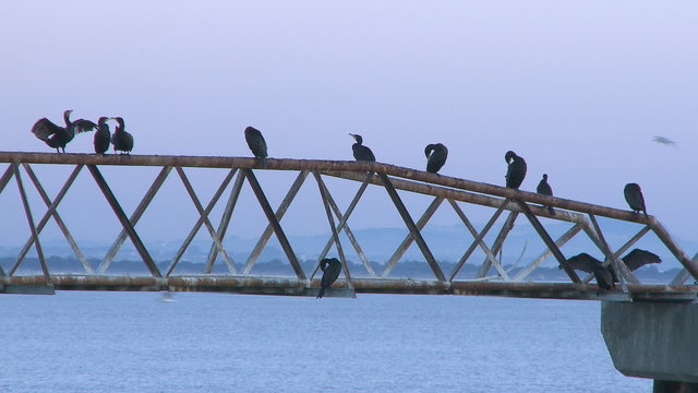 Cormorant in the port at sunset