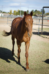 Fototapeta premium Brown horse on ranch