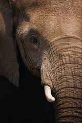 Fototapeta premium Elephant close-up