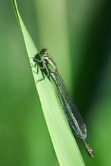 Damselfly