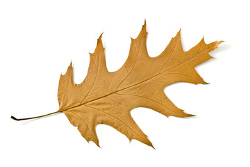 Beautiful Autumn. Yellow maple leaf Isolated